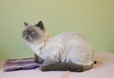 Sulo ja Killi, adopted