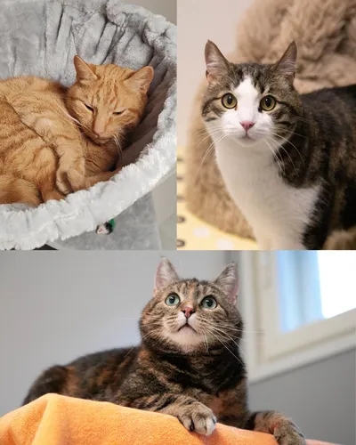 Tomsku, Maissi, Peruna, adopted