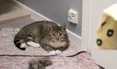 Väpä, adopted