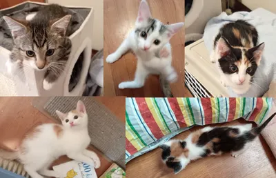 Tikru, Inkku, Hilma, Elsa-Justiina, Venla ja Hertta, Kerava, adopted