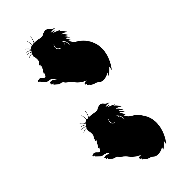 Guinea Pig