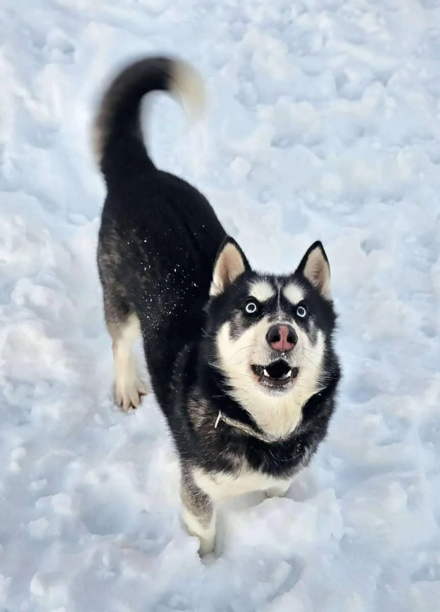 Husky