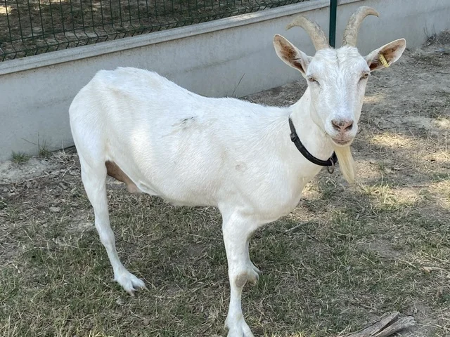 TIANA (FR 43374620109)