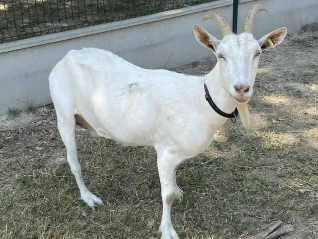 TIANA (FR 43374620109)