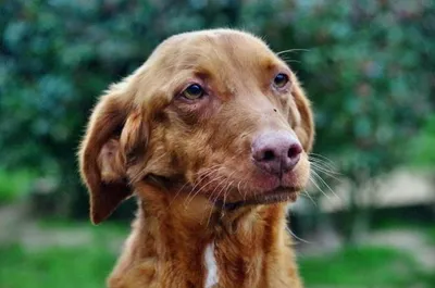Cookie, adopted