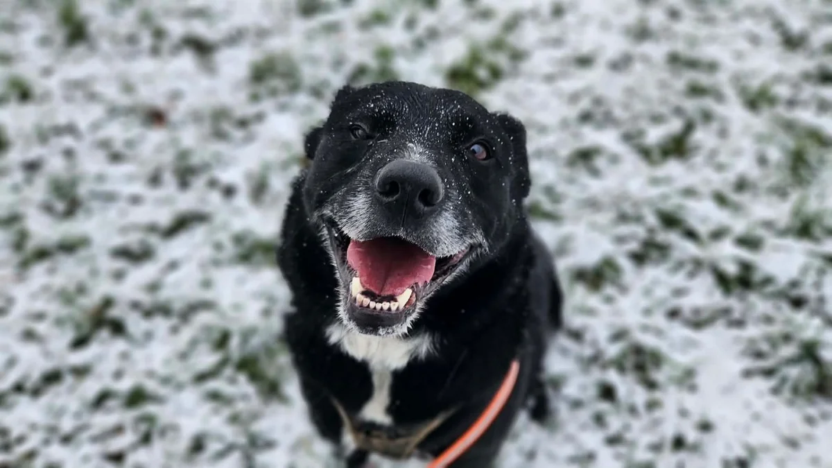 Border Collie