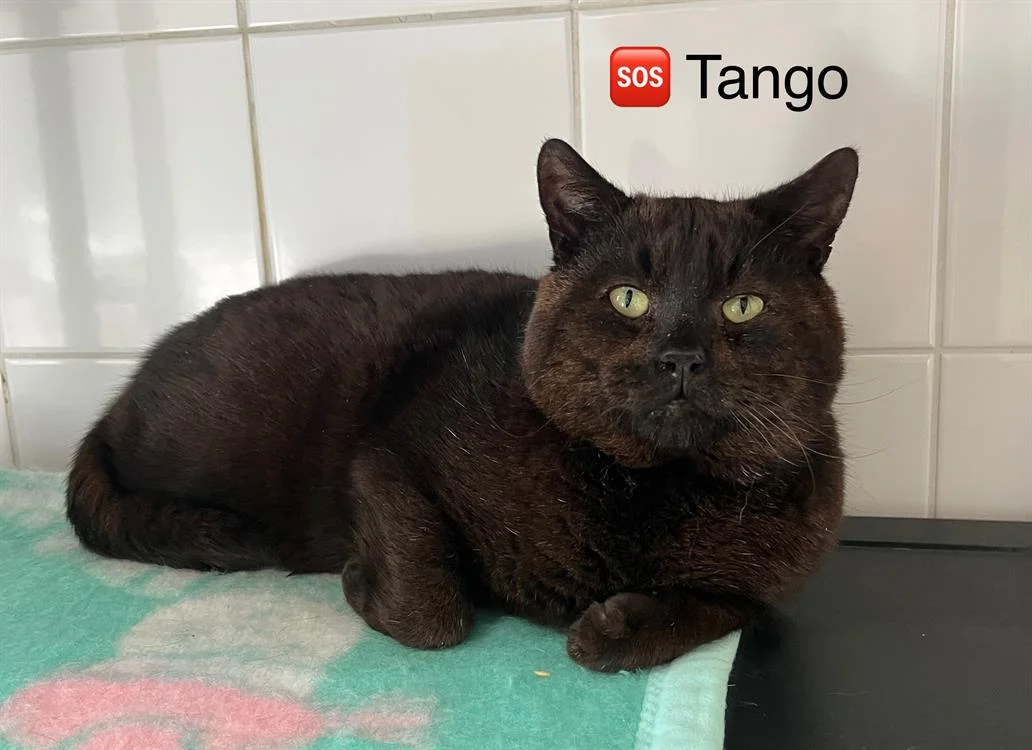 TANGO