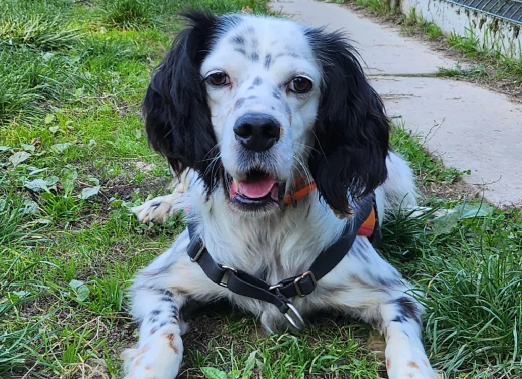 English Setter