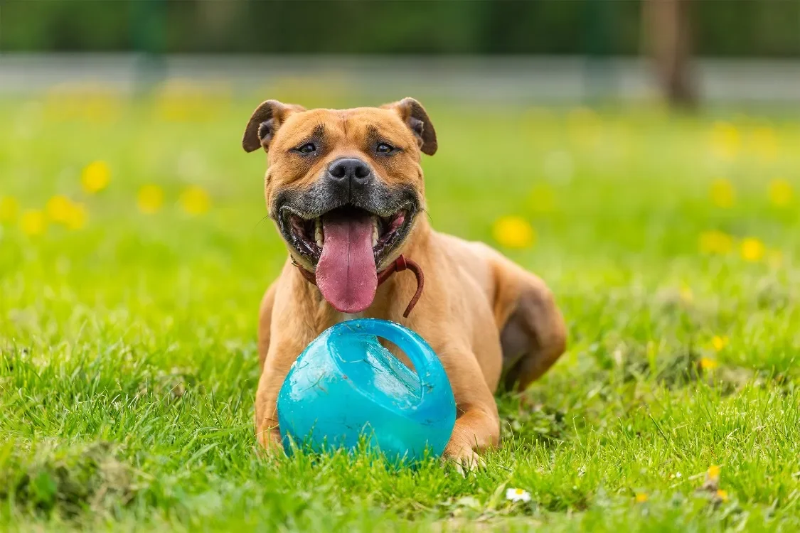 ZINO (réservé) OAA19800