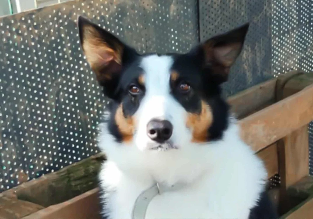 Border Collie