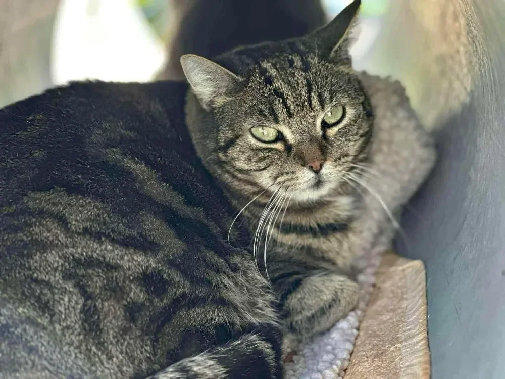 PEPSIE en SOS URGENT