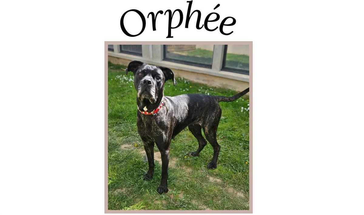 Orphée
