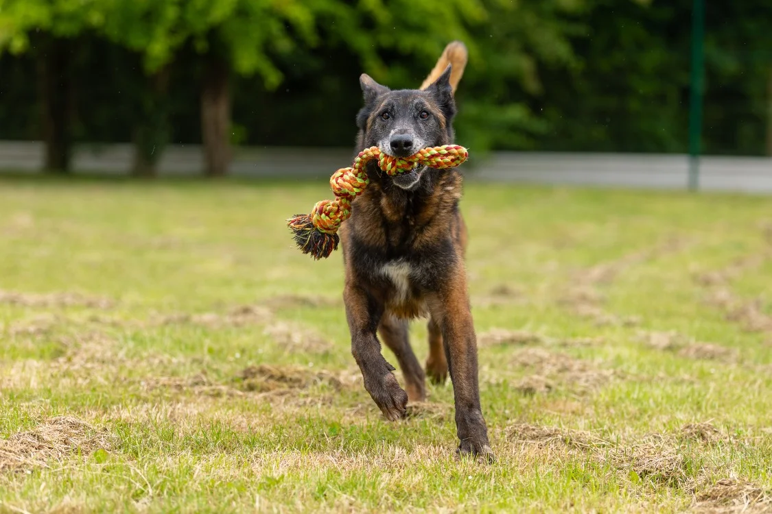 LEON (réservé) OAA19185