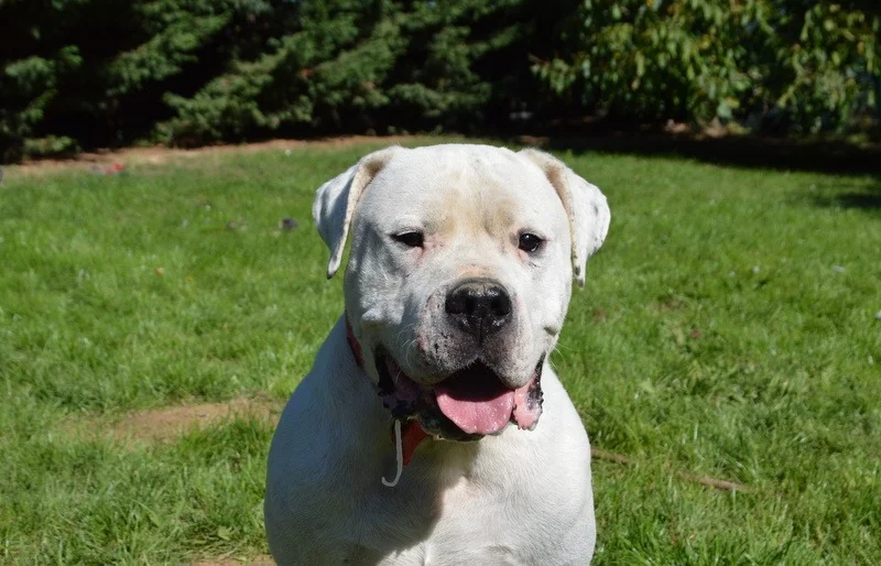 MAX dit PANCHITO CHAO