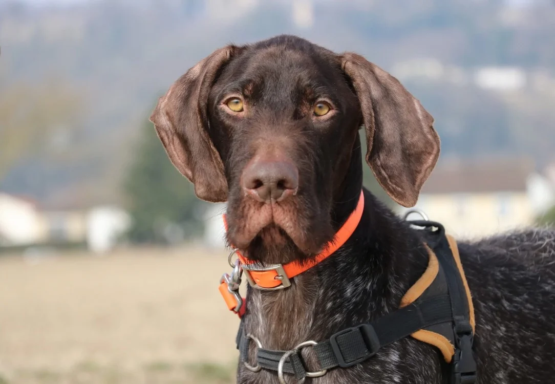 German Shorthaired Pointer