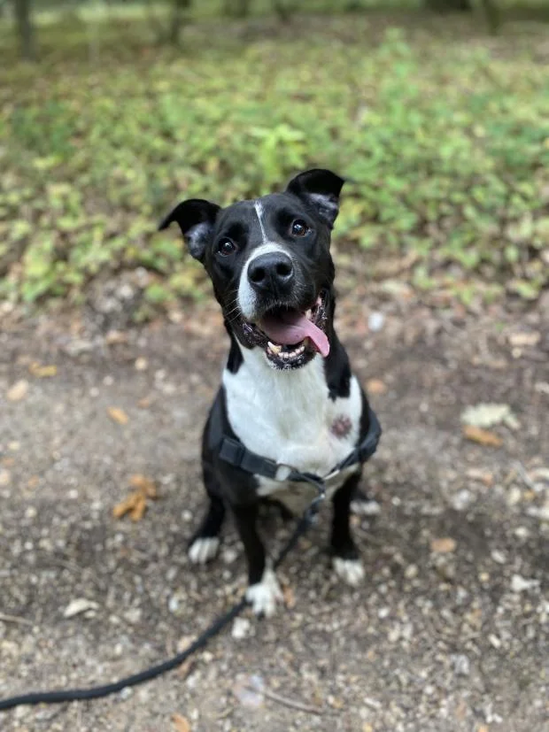 Pointer