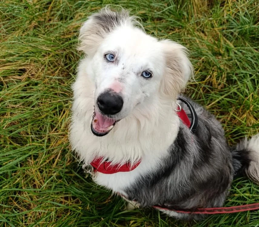 Australian Shepherd