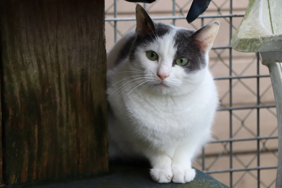 Cruella (réservée)