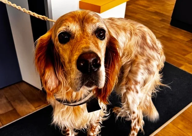 English Setter