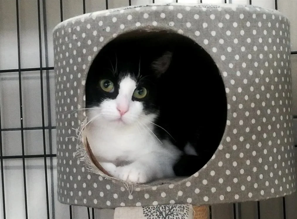 KISS QCT (réservée)