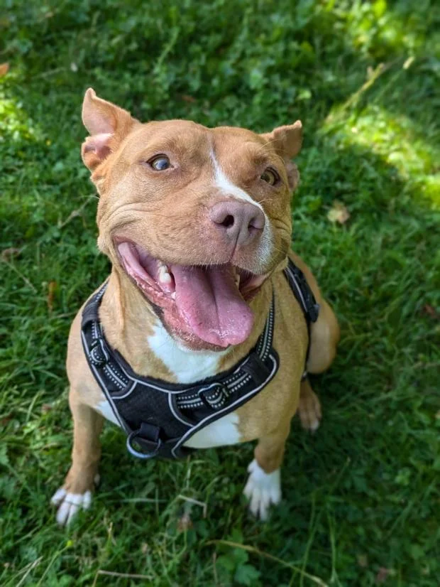 Staffordshire Bull Terrier