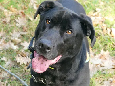 BLACK réservé, adopted