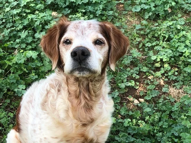 Brittany Spaniel