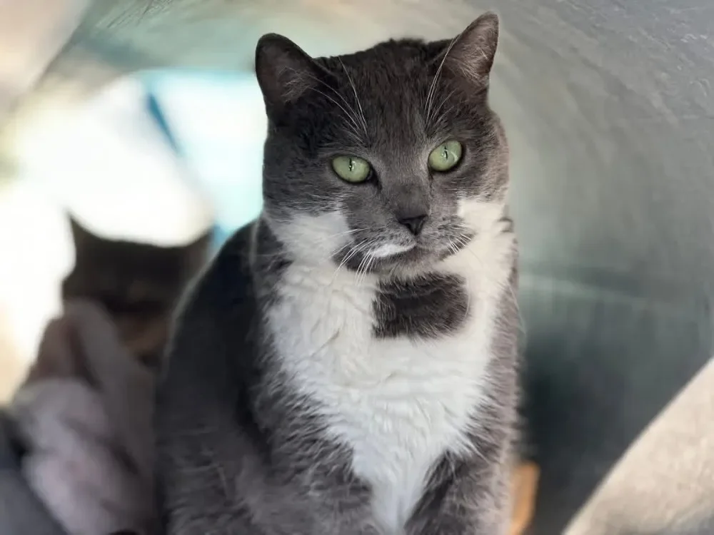 PEPITA  en SOS URGENT