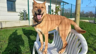 JAMES (réservé), adopted