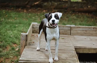 Slyde, adopted