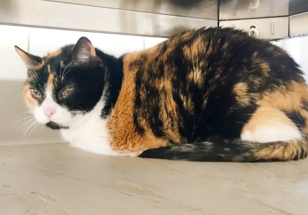 Lola (en cour d'adoption)