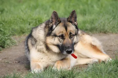 Maggie (réservée), adopted