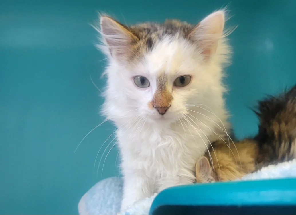 FENDI ( famille relais )