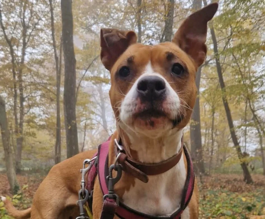 Staffordshire Bull Terrier