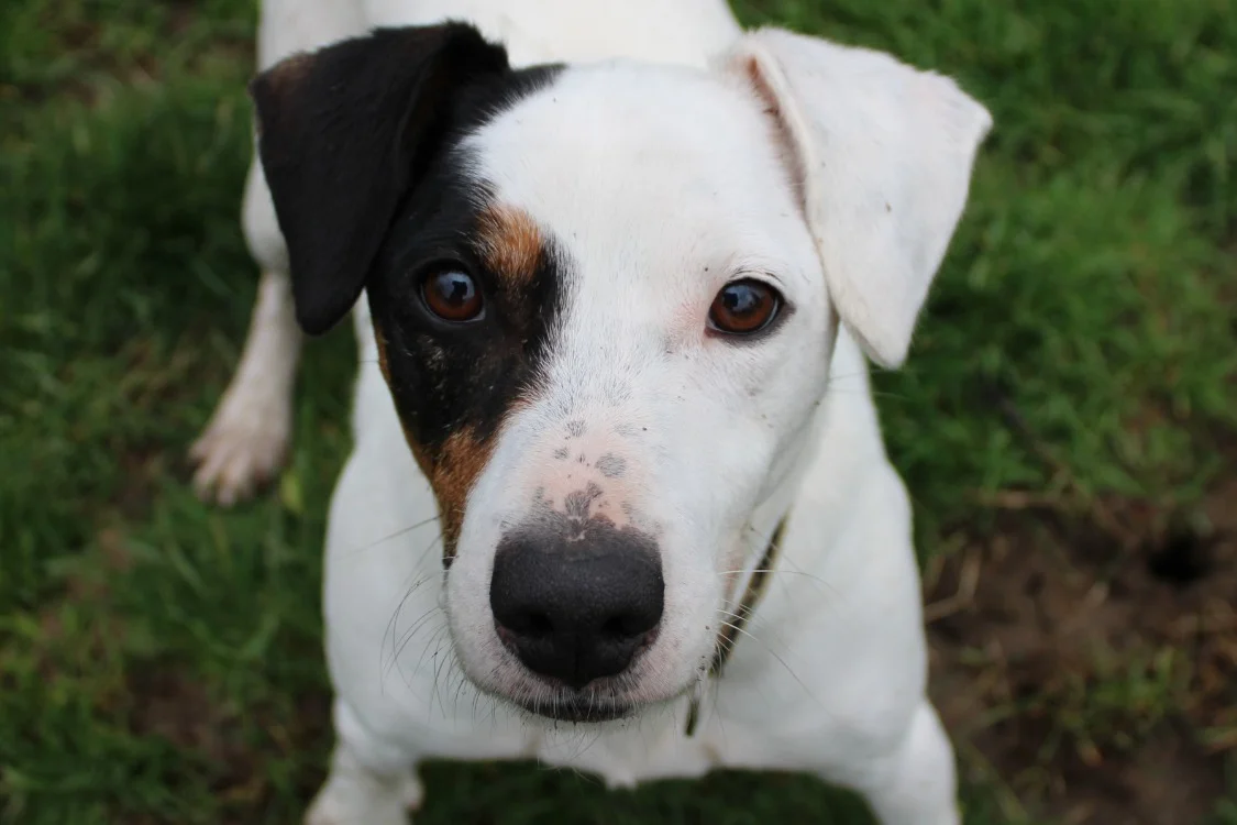 Jack Russell Terrier