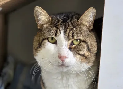 Wanga [Fiv+], adopted