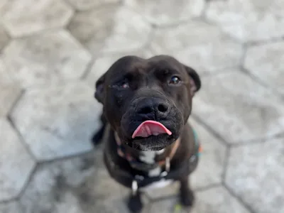 OAA19931 BULMA (réservée), adopted