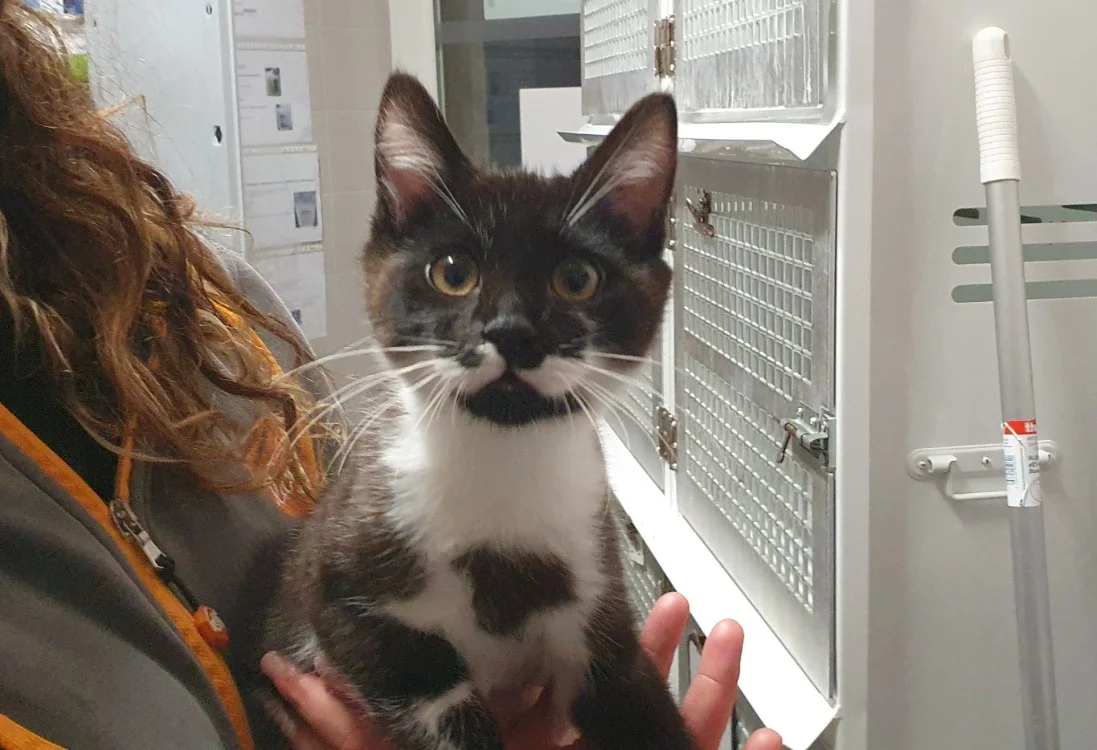 Wasabi (Adoption en duo avec Wall-e)