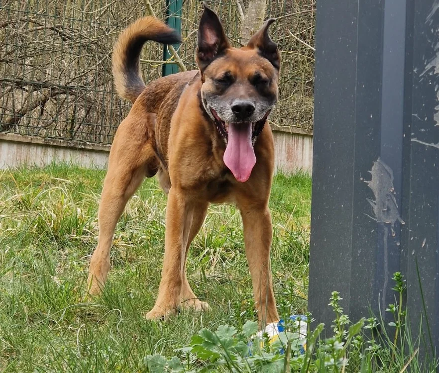 Belgian Malinois