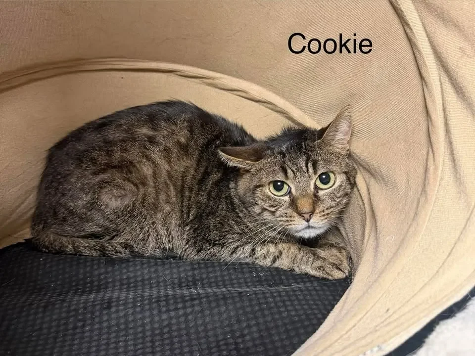 Cookie