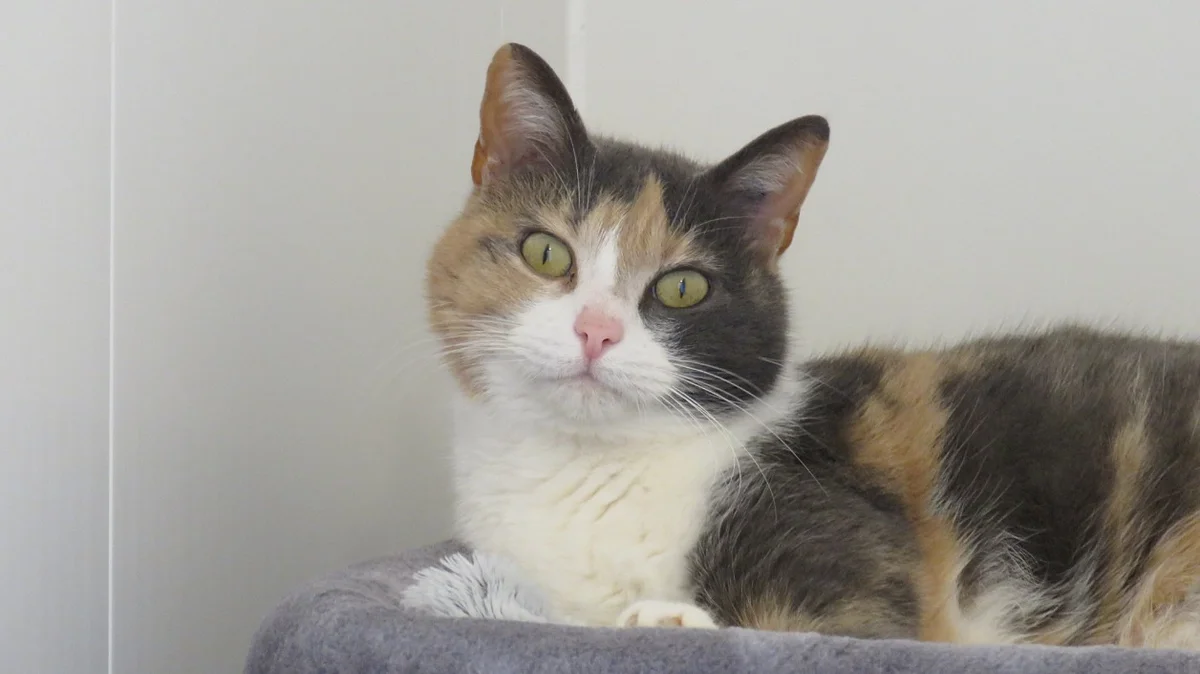 Poupette (réservée)