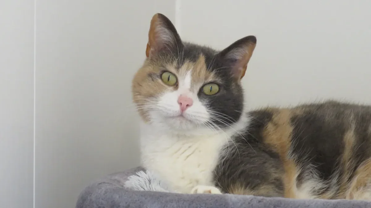 Poupette (réservée)