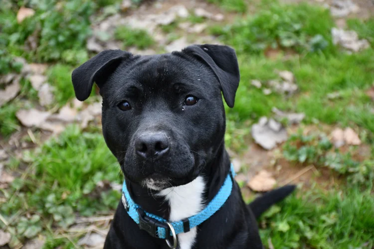 DOUG (en cours d'adoption)