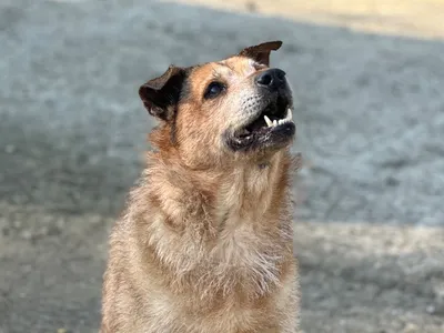 Elly, adopted