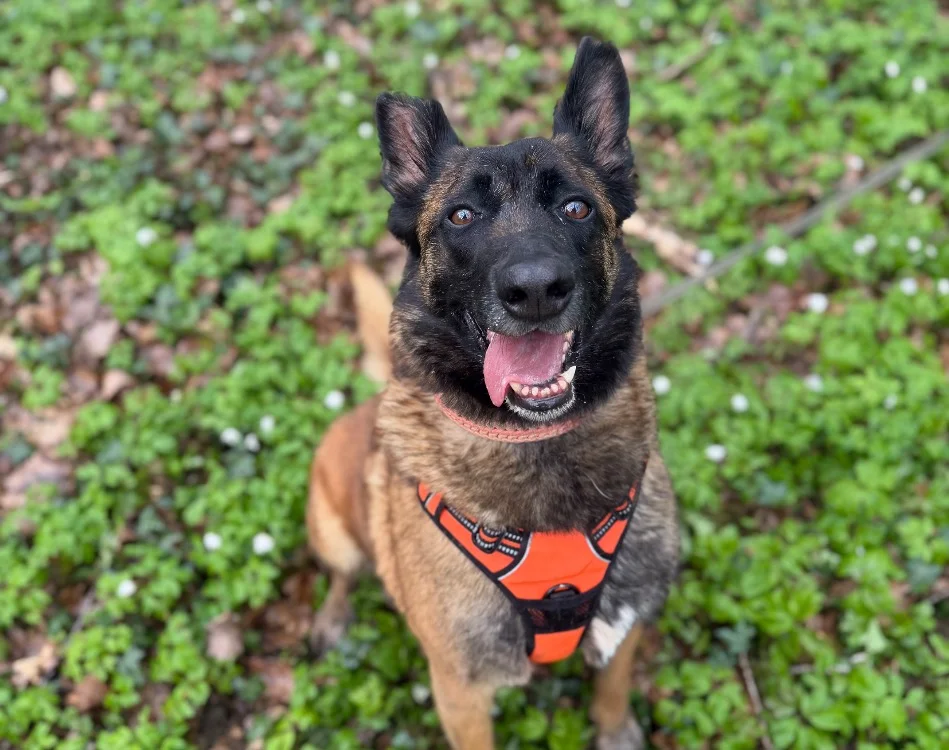 Belgian Malinois