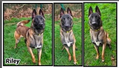 RILEY (Réservé), adopted