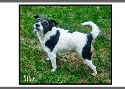 NINO réservé, adopted
