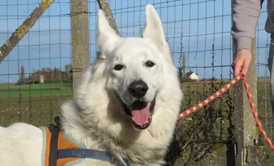 MIRAGE (réservé), adopted