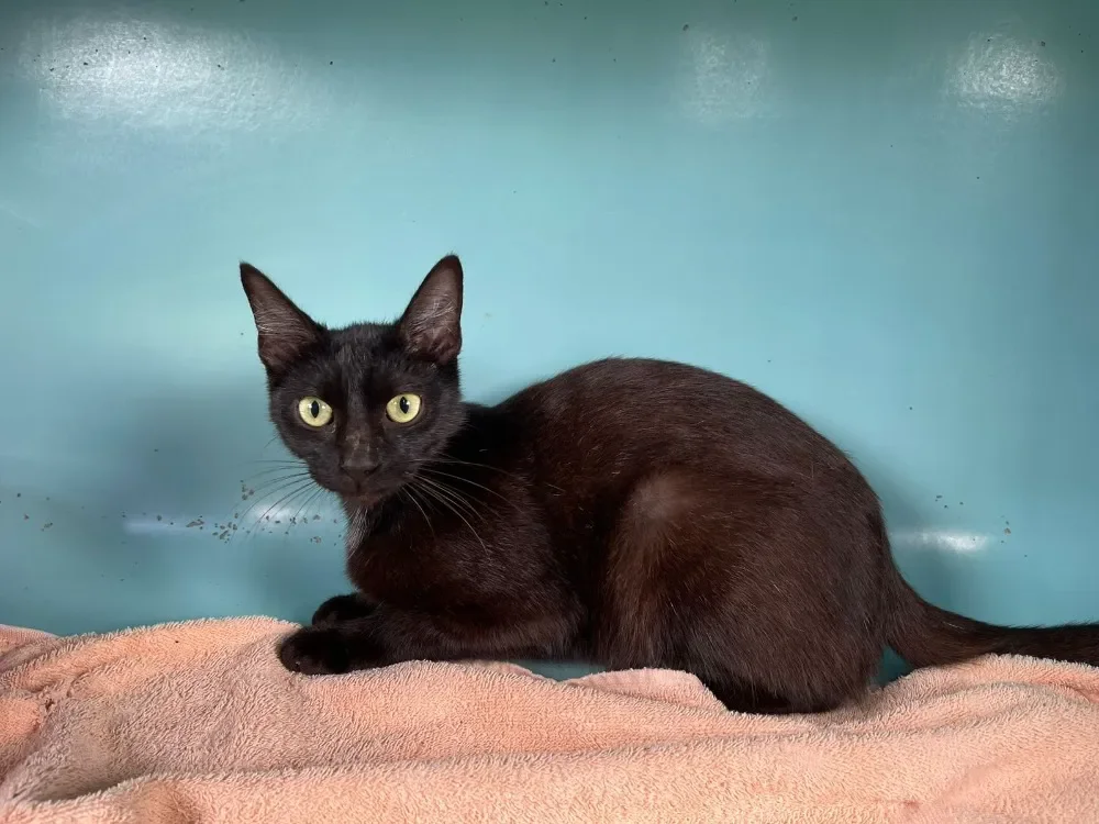 FEDORA ( Réservée )