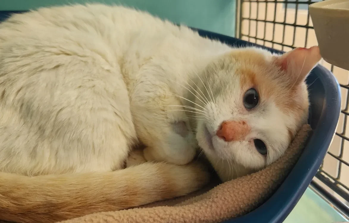 CHARLY QCT (réservé)